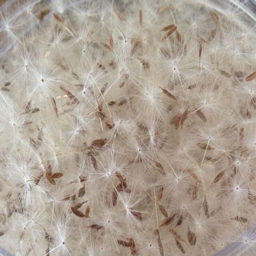 100pcs Mini White Dried Dandel - Jewelry Making 3 Year Old review and price